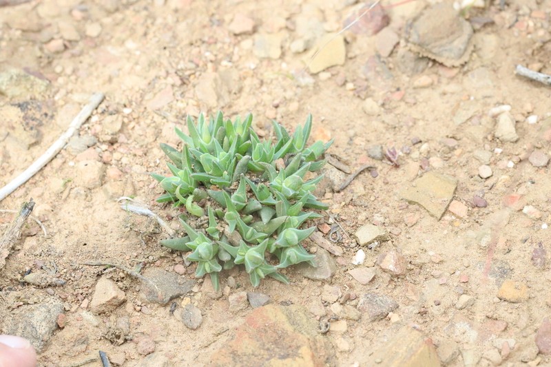 Antimima peersii photo 5
