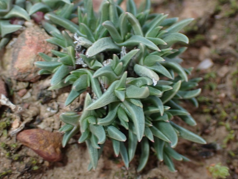 Antimima peersii photo 6