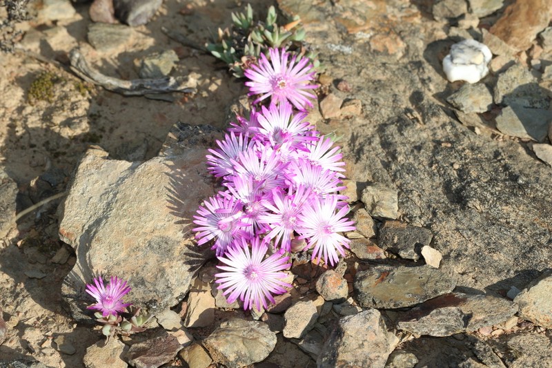Antimima peersii photo 7