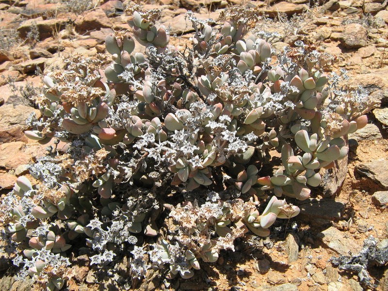 Antimima pilosula