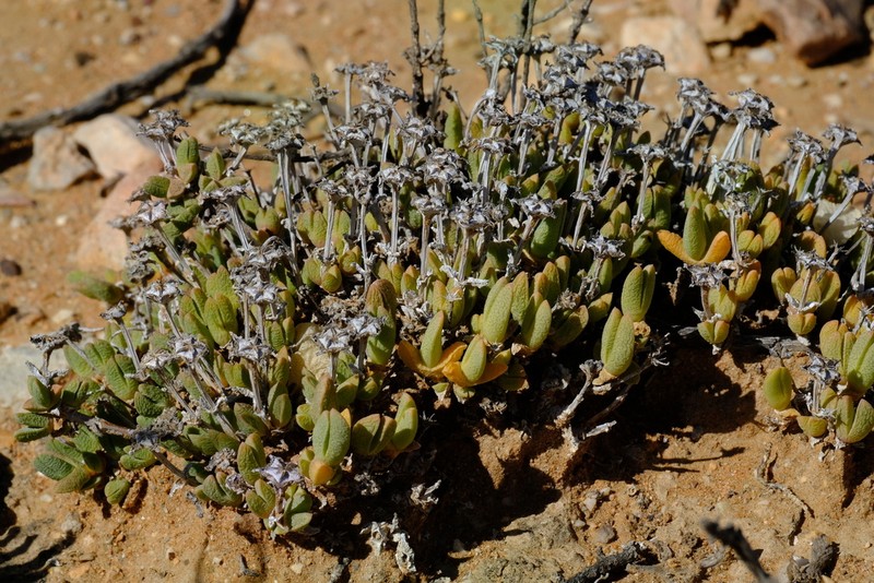Antimima piscodora