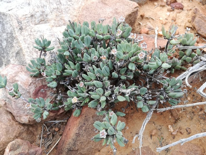 Antimima piscodora photo 3