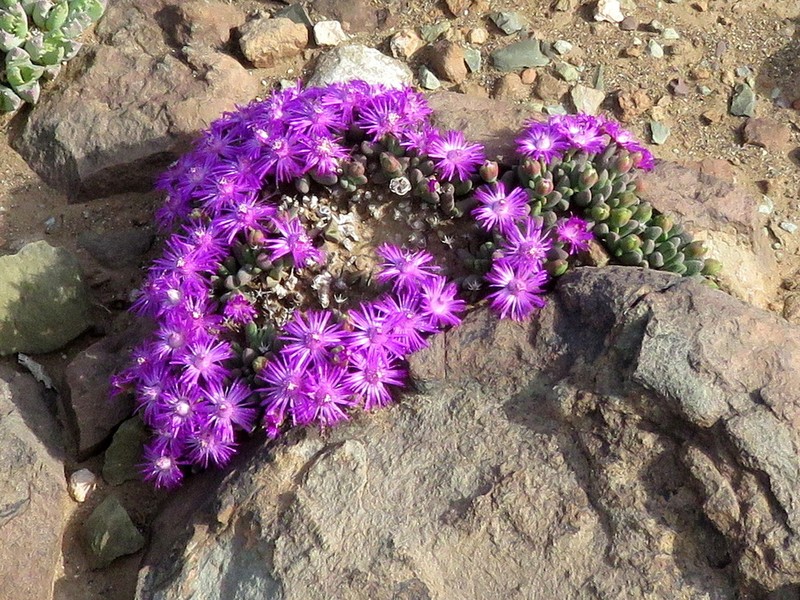 Antimima piscodora photo 5