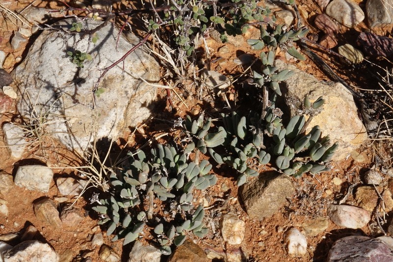 Antimima piscodora photo 6