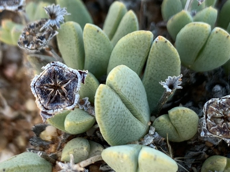 Antimima piscodora photo 8