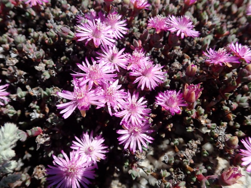 Antimima prolongata