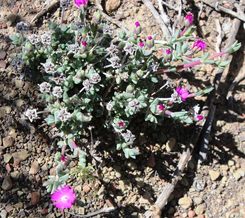 Antimima prolongata photo 3