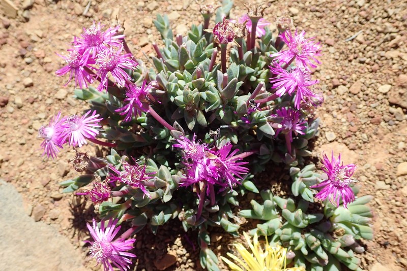 Antimima prolongata photo 5