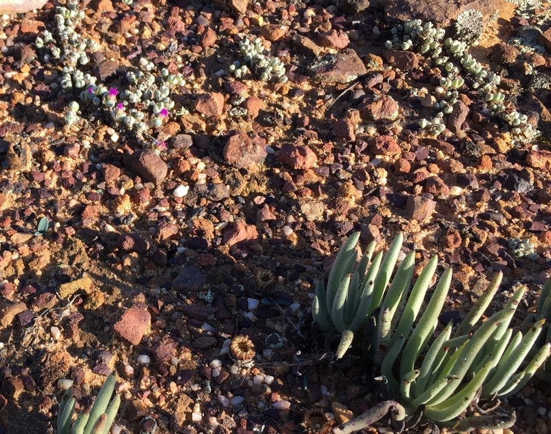Antimima prostrata
