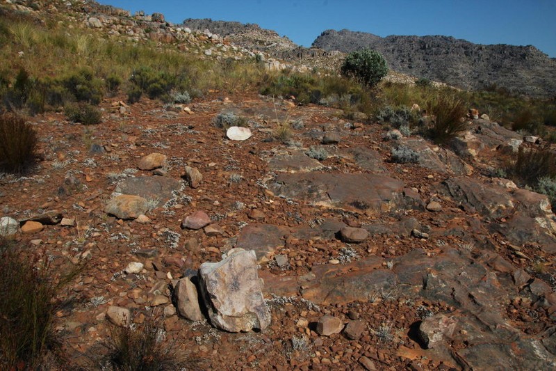 Antimima prostrata photo 2