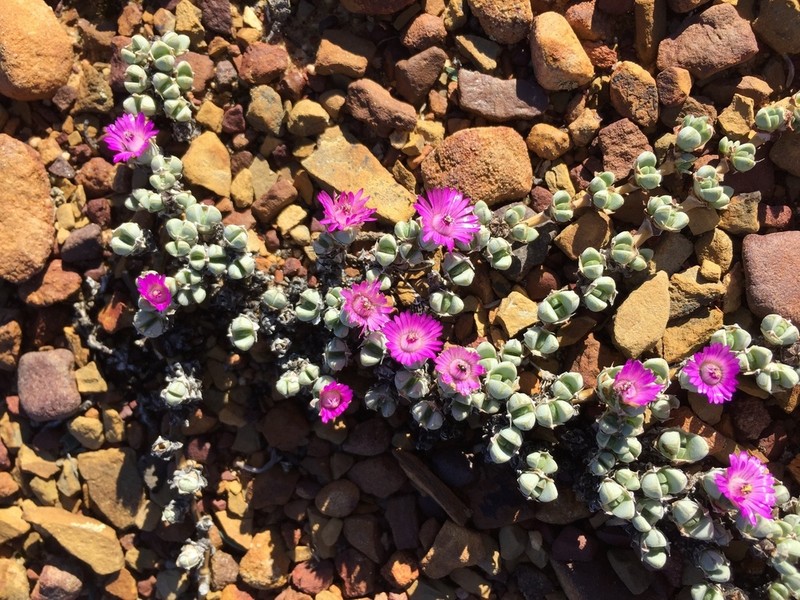 Antimima prostrata photo 3