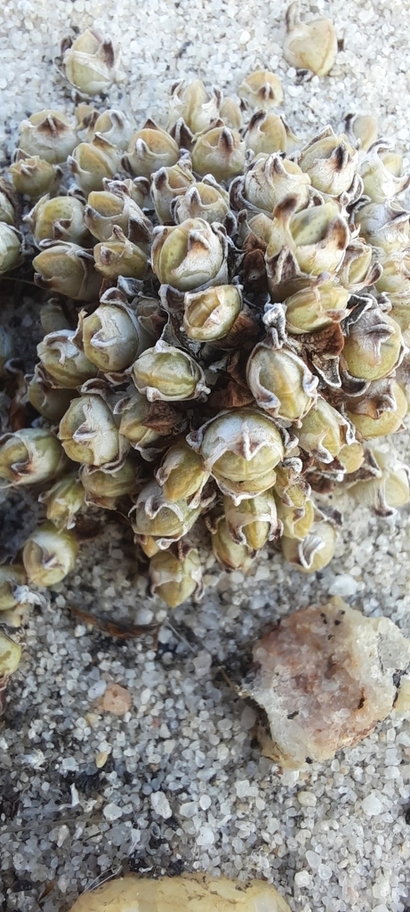 Antimima prostrata photo 4