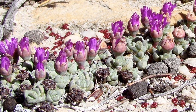 Antimima prostrata photo 5