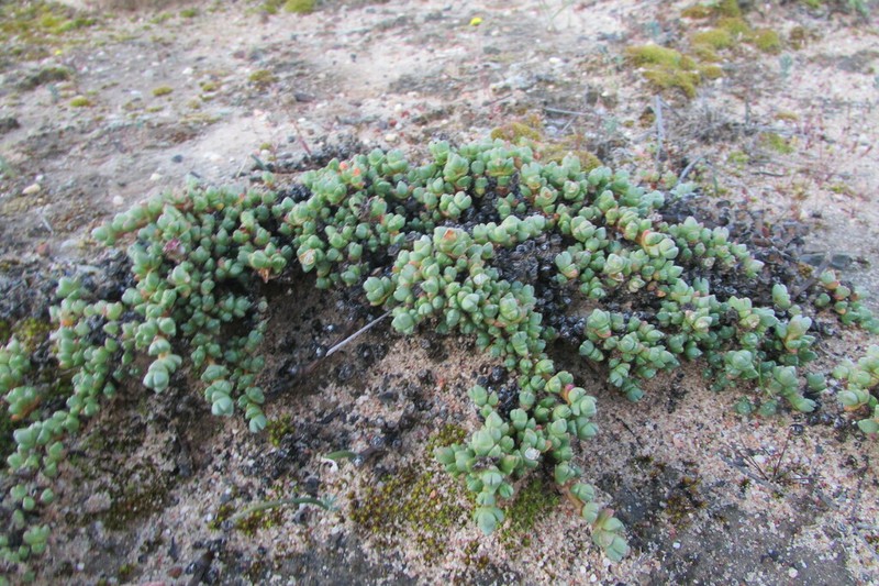 Antimima prostrata photo 6