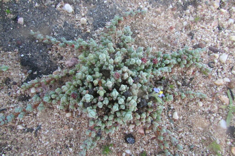 Antimima prostrata photo 7