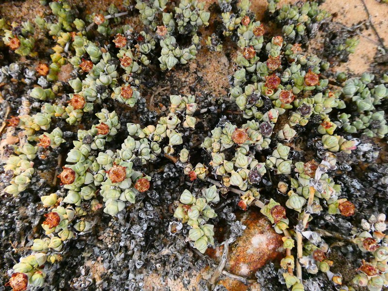 Antimima prostrata photo 8
