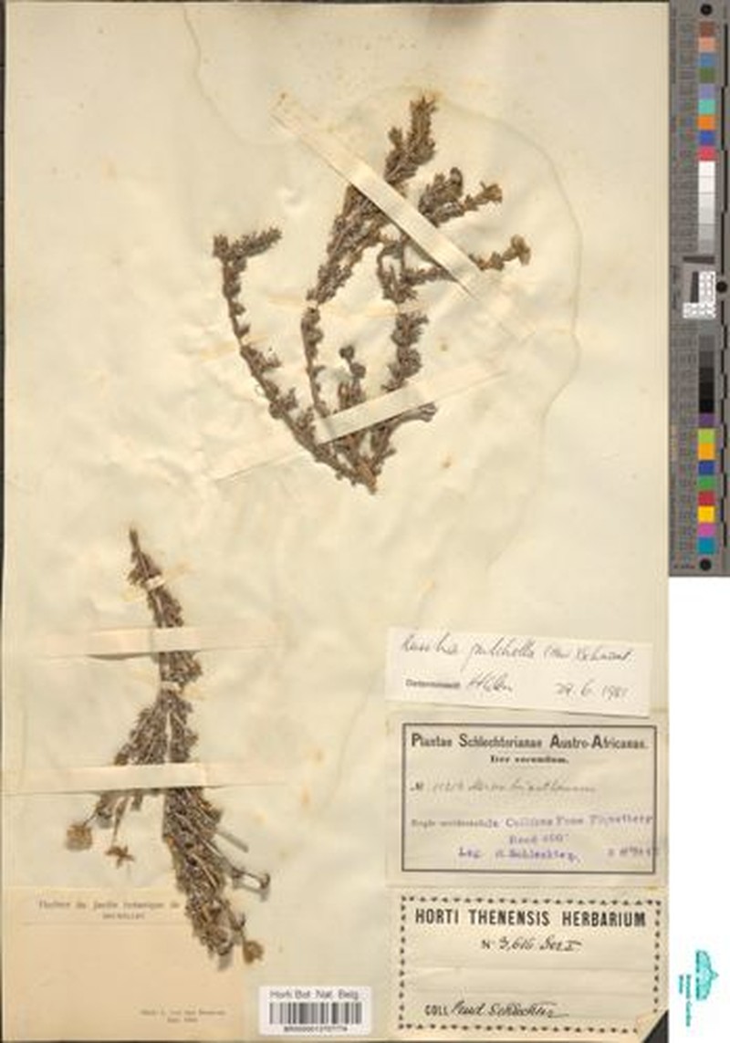 Antimima pulchella