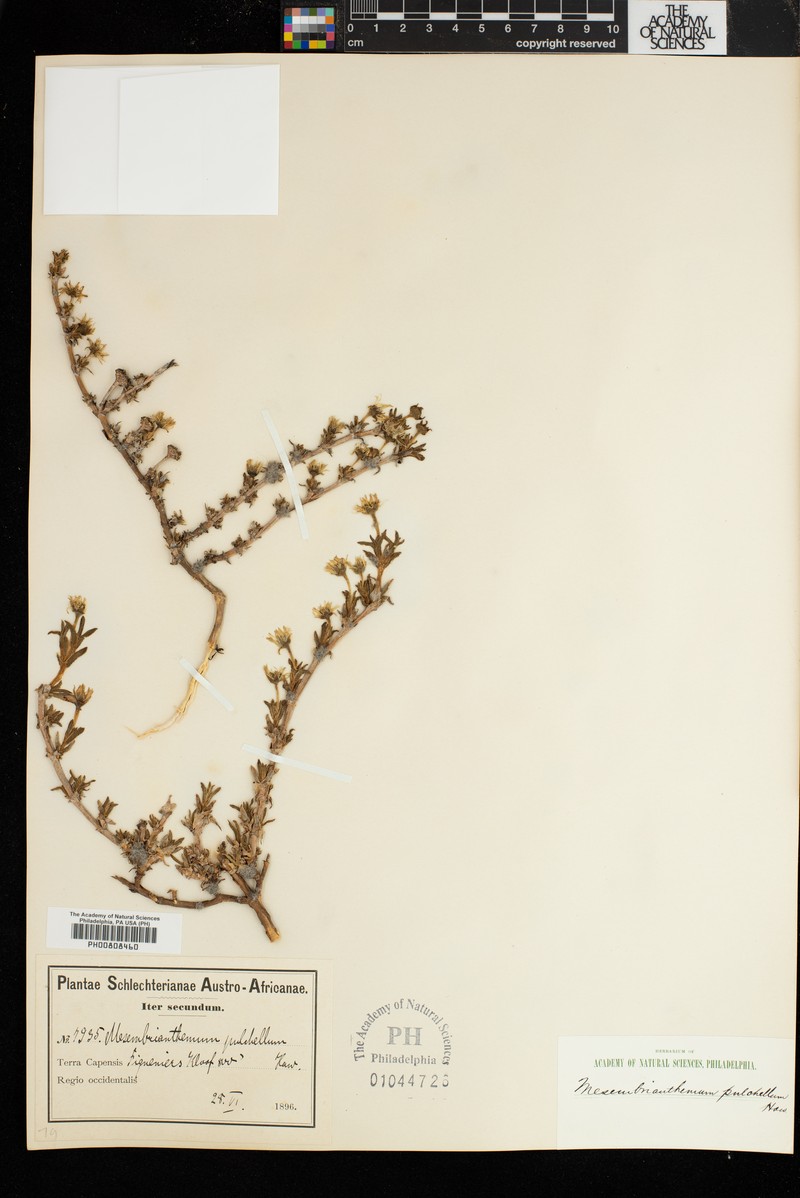 Antimima pulchella photo 2