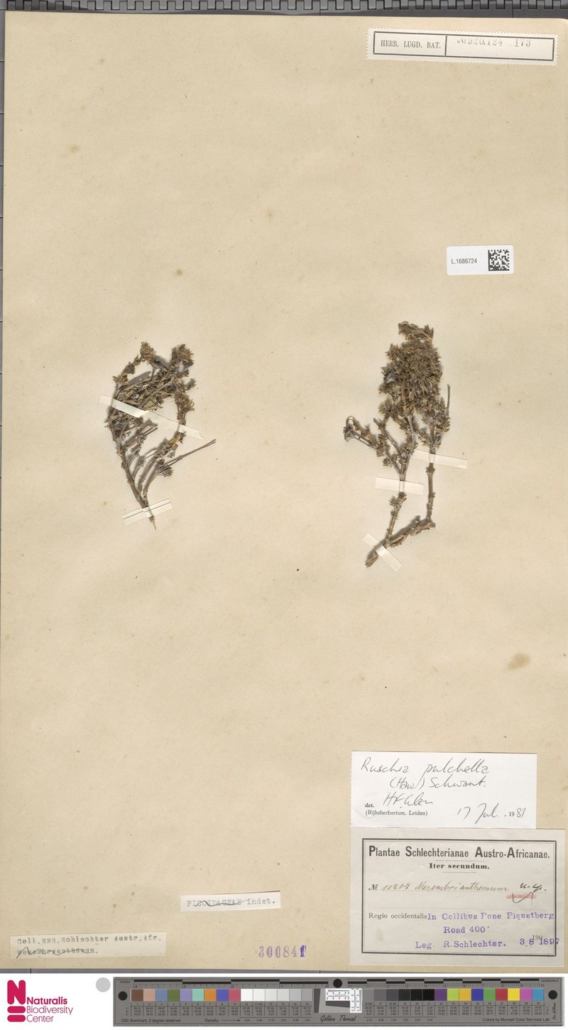 Antimima pulchella photo 4