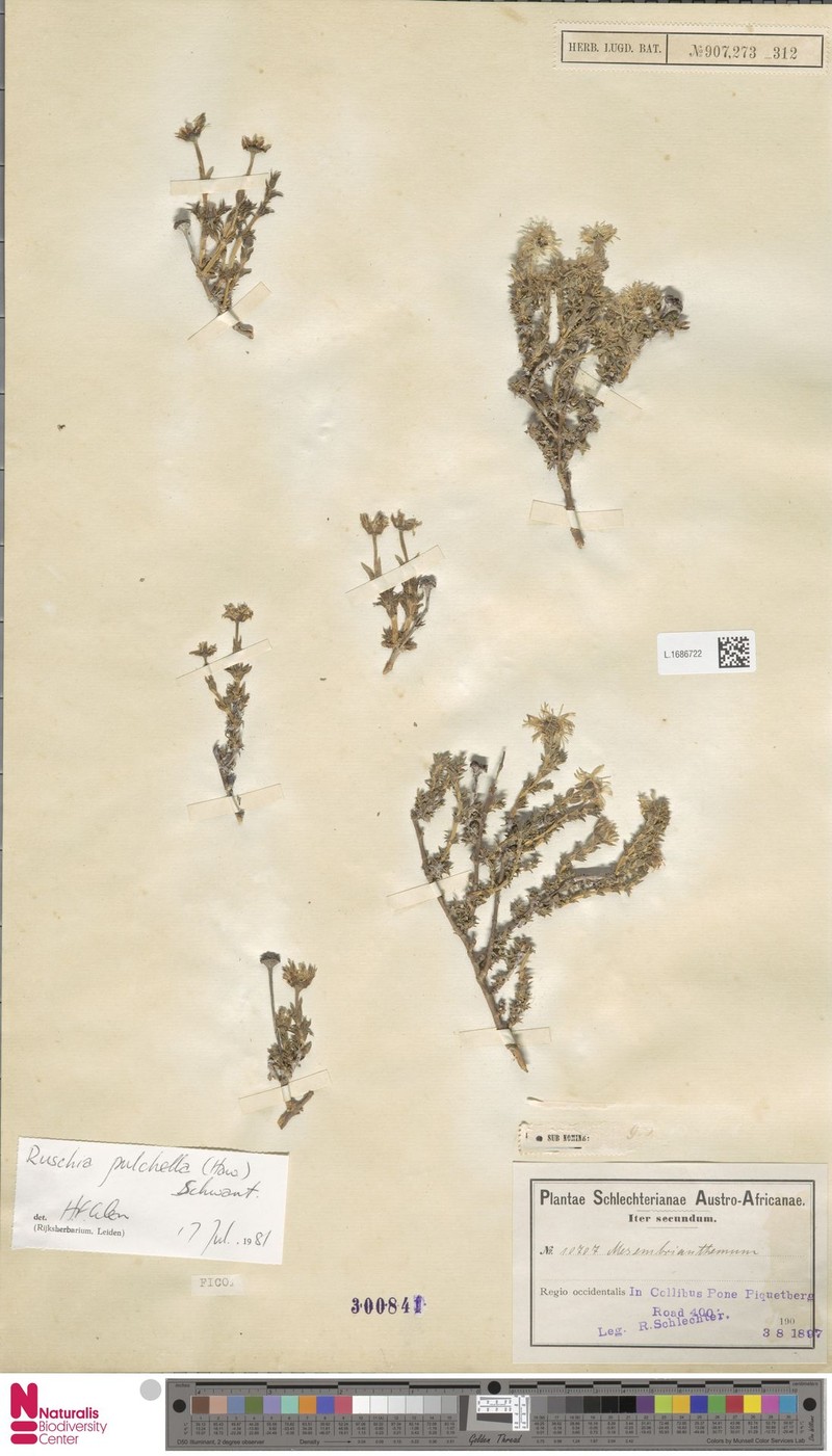 Antimima pulchella photo 5