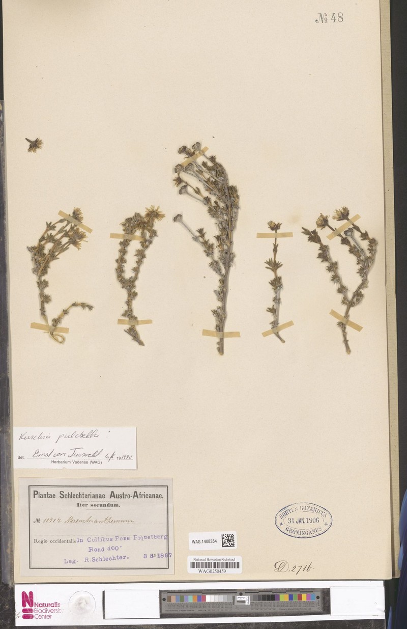 Antimima pulchella photo 6