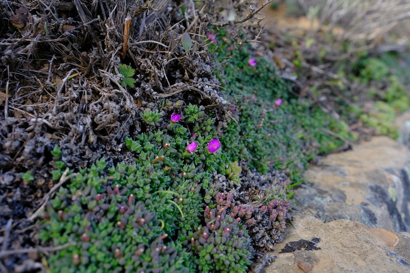 Antimima pumila