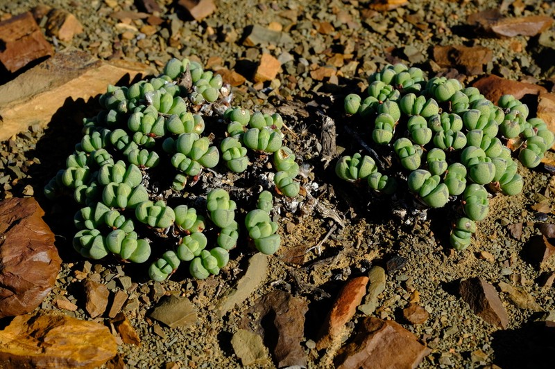 Antimima pumila photo 2