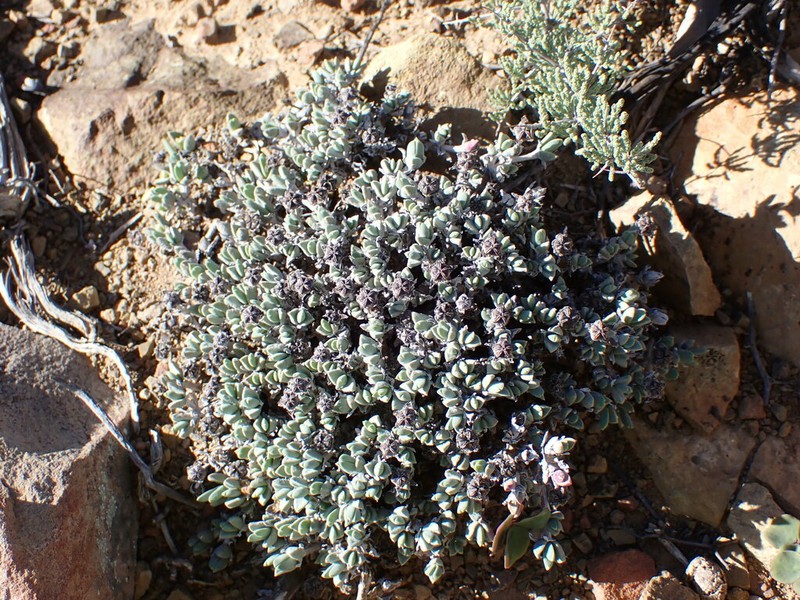 Antimima pumila photo 4