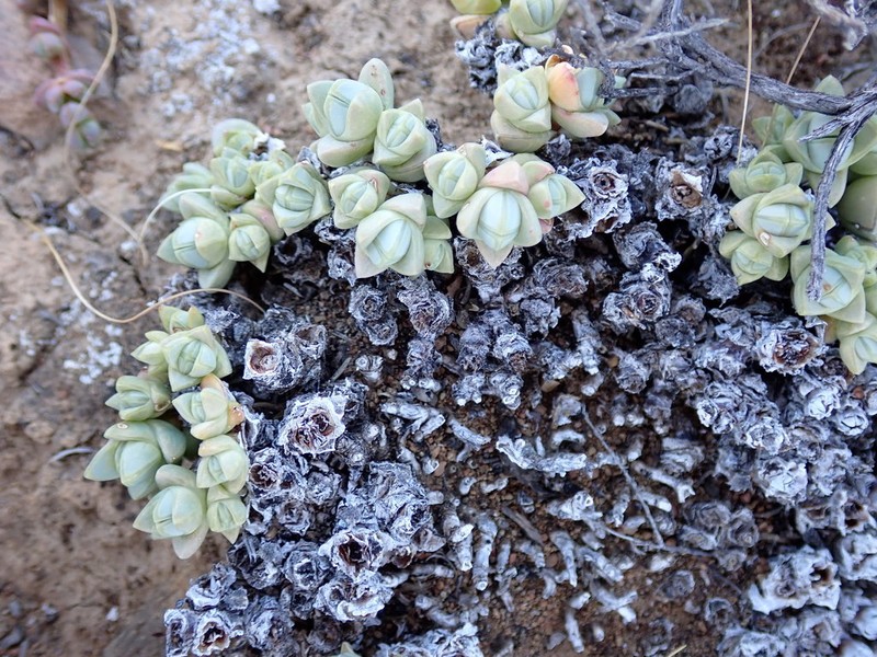 Antimima pumila photo 5