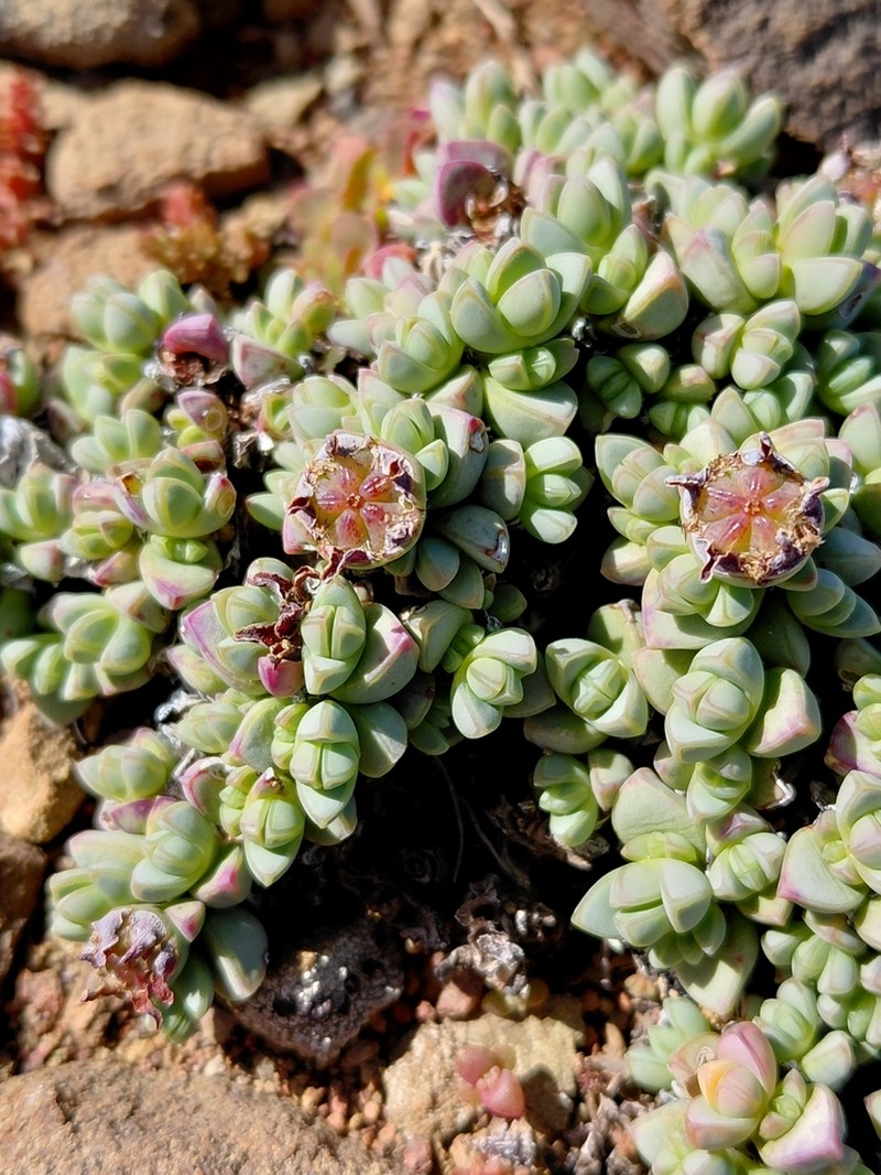 Antimima pumila photo 6