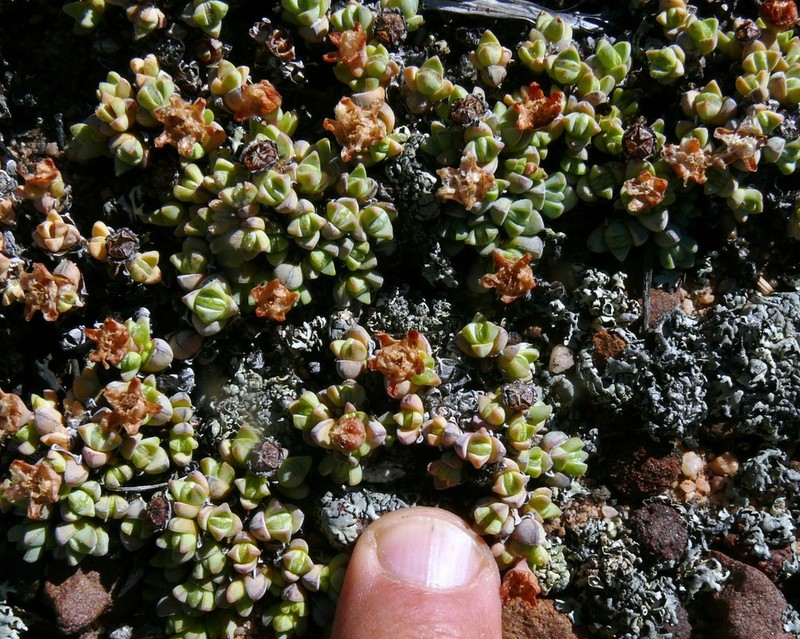 Antimima pumila photo 7