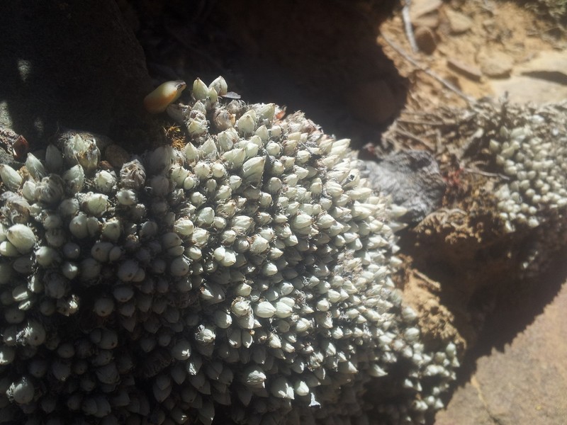 Antimima pygmaea photo 2