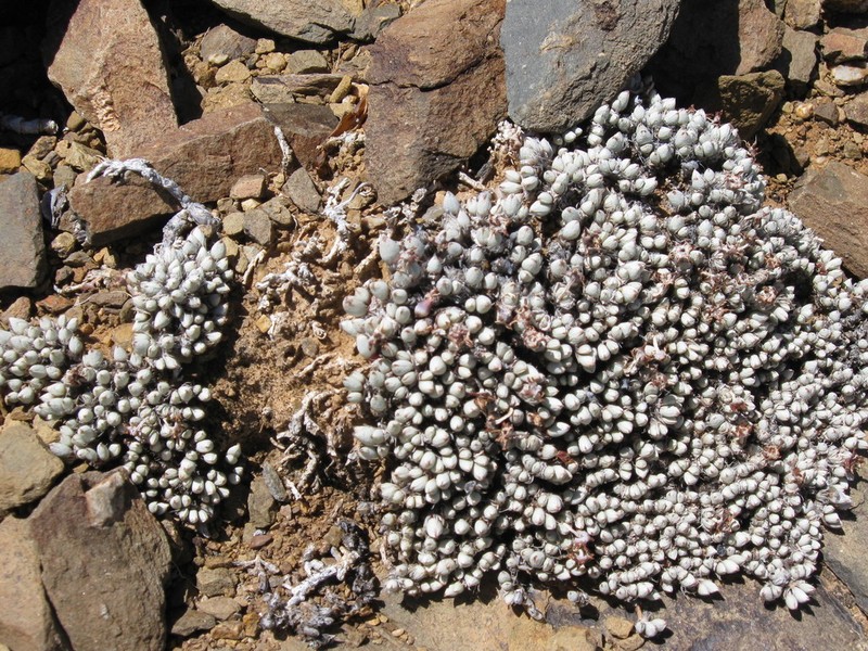 Antimima pygmaea photo 3