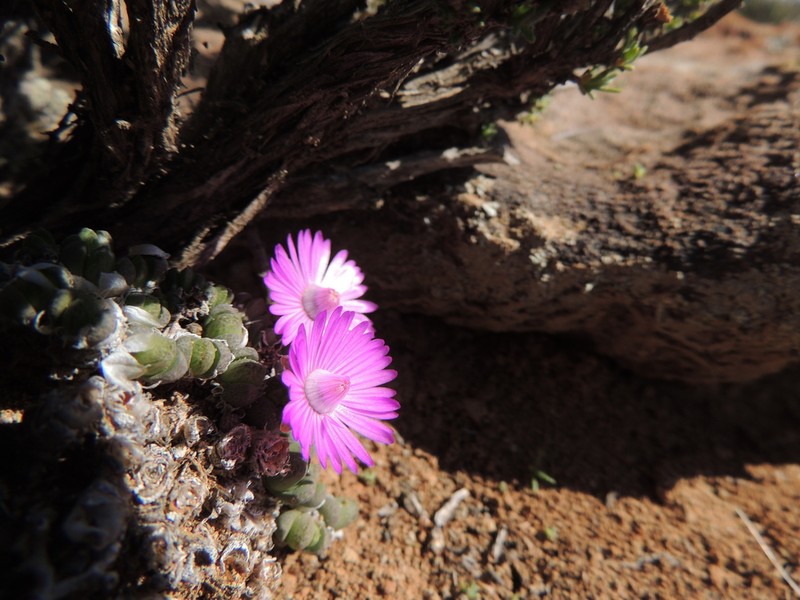 Antimima pygmaea photo 5