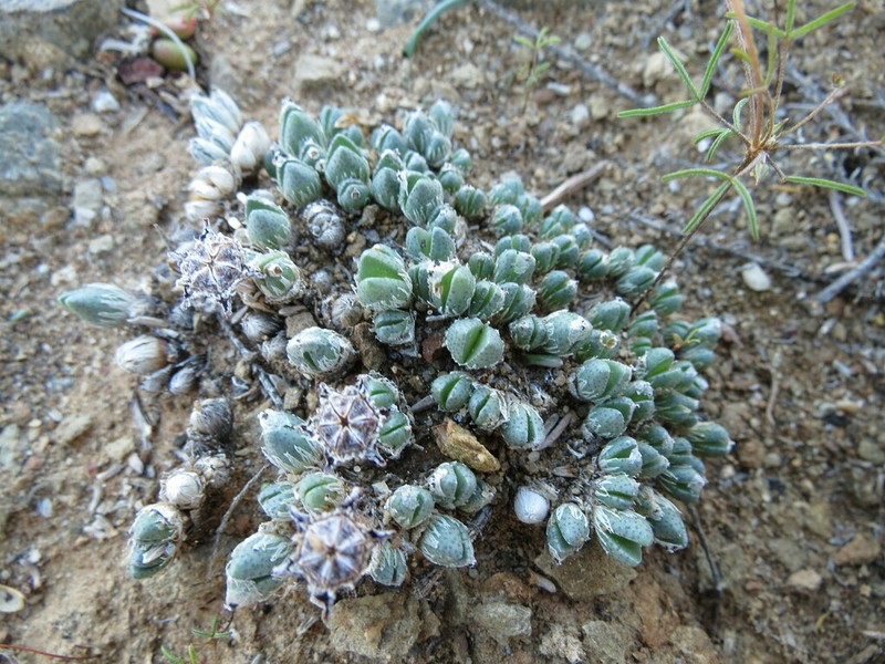 Antimima pygmaea photo 6