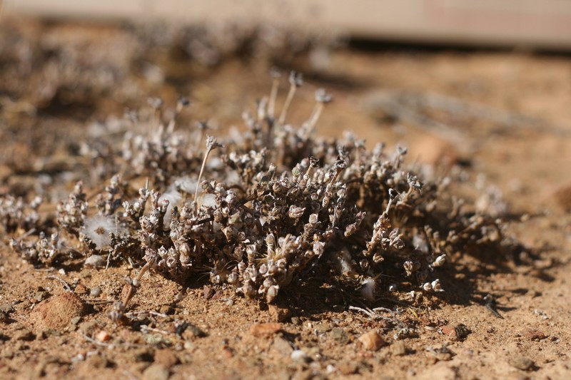 Antimima pygmaea photo 8