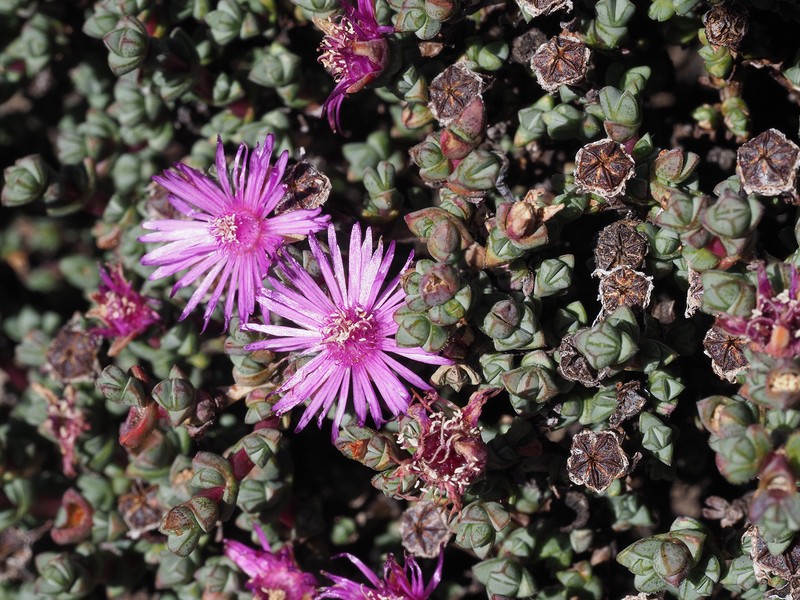 Antimima radicans