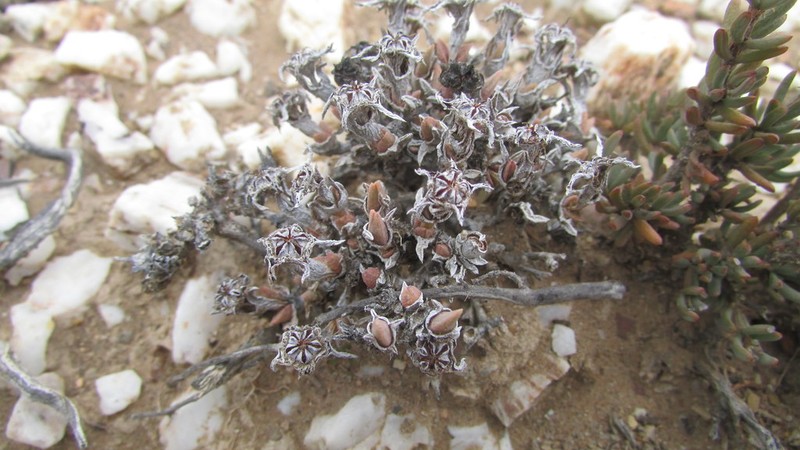 Antimima roseola photo 2