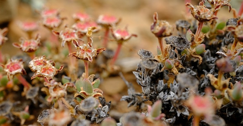 Antimima saturata