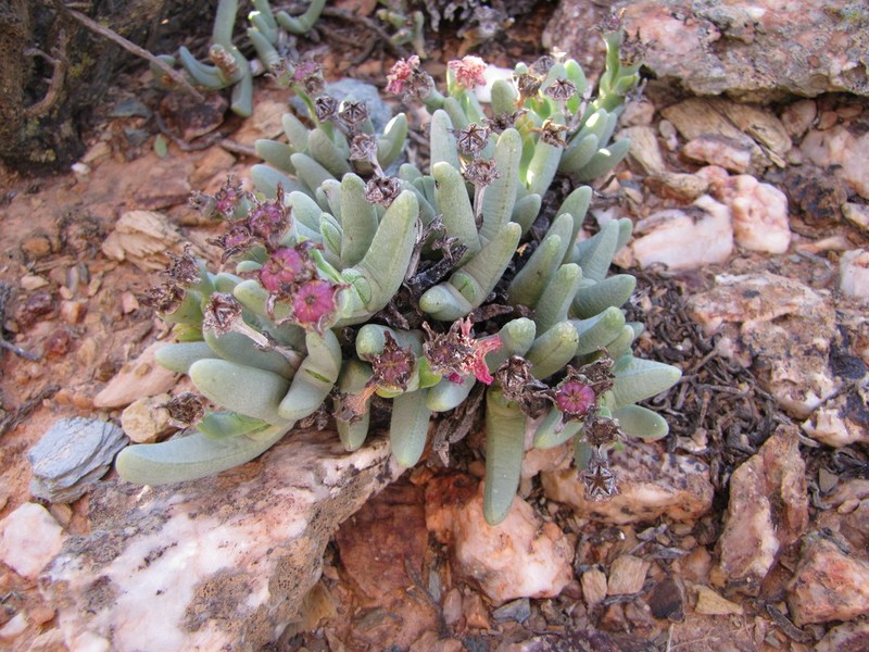 Antimima solida