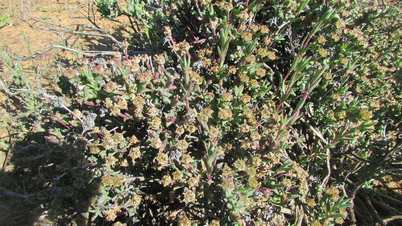 Antimima stayneri photo 2