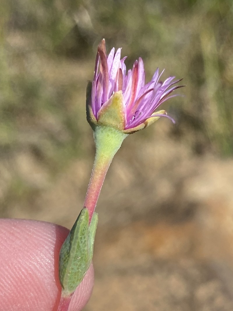 Antimima stayneri photo 3