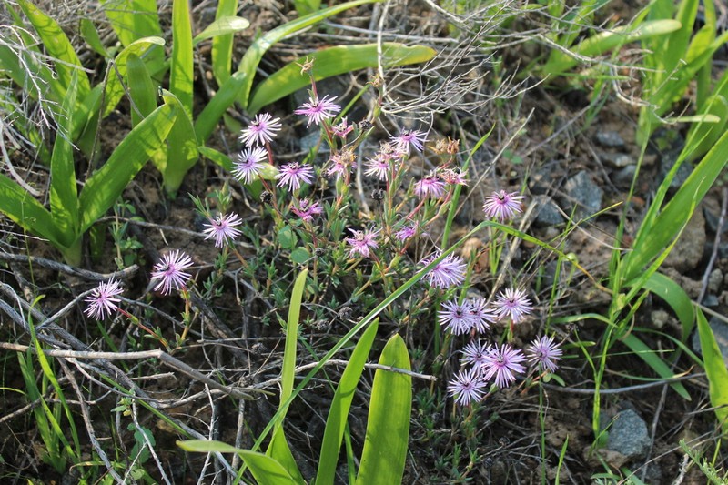 Antimima stayneri photo 4