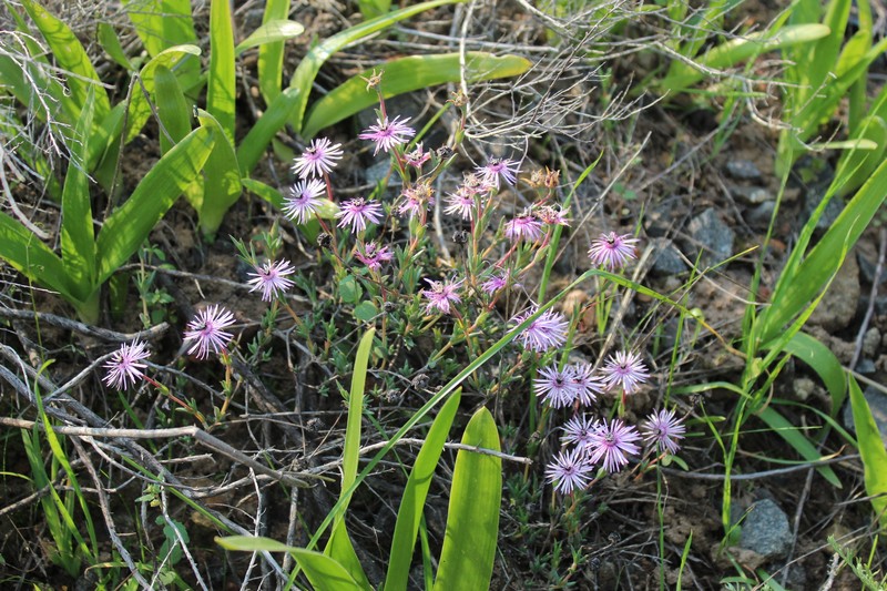 Antimima stayneri photo 5