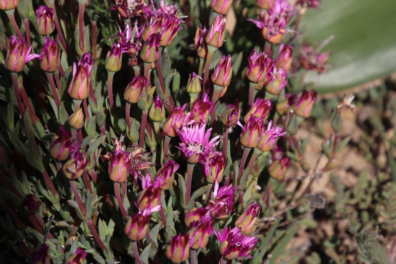 Antimima stayneri photo 6