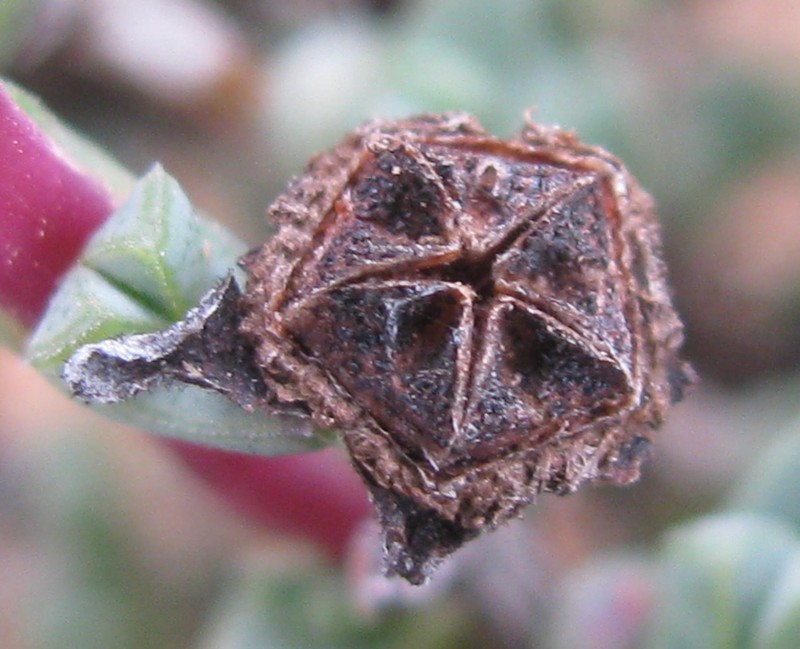 Antimima triquetra photo 3