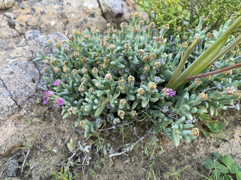 Antimima tuberculosa