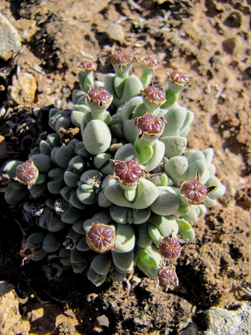 Antimima turneriana