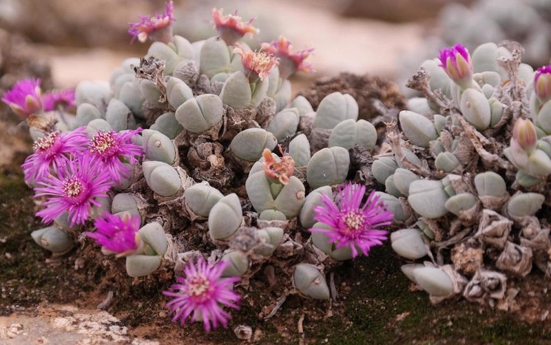 Antimima turneriana photo 4