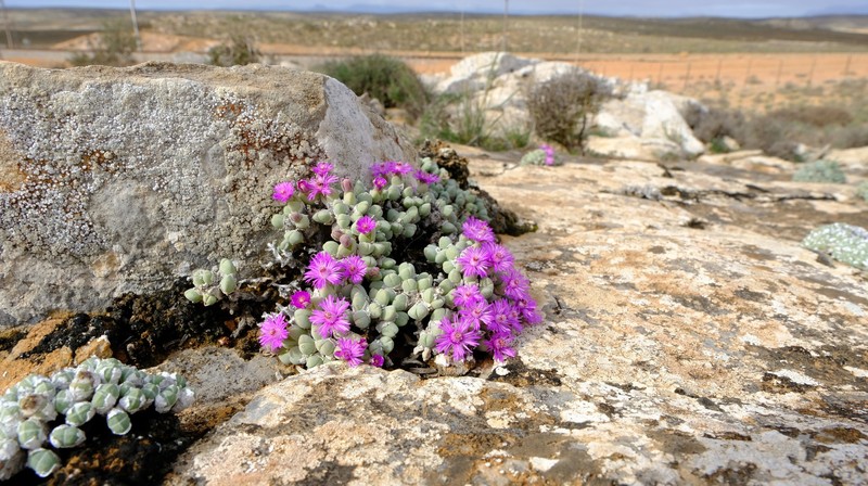 Antimima turneriana photo 5